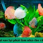 Cách Lắp Lọc Vi Sinh Cho Bể Cá